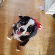 Berner sennenhund bayley