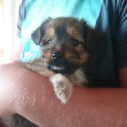 Blanding af racer Siggi