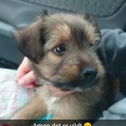 Blanding af racer Siggi