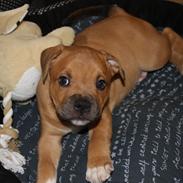 Staffordshire bull terrier Tarzan