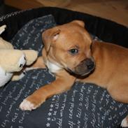 Staffordshire bull terrier Tarzan