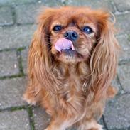 Cavalier king charles spaniel Canidan's Dare me (Maia)