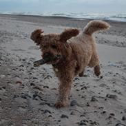 Blanding af racer (Labradoodle) Balder