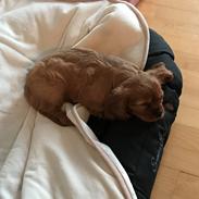 Cavalier king charles spaniel Bella (Kastanie)