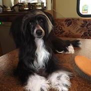 Chinese crested powder puff Odessa