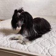 Chinese crested powder puff Odessa