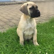 Bullmastiff Pablo