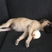 Bullmastiff Pablo