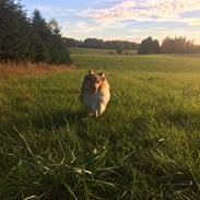 Shetland sheepdog Canto