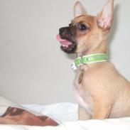 Chihuahua Rødebro's Zambo