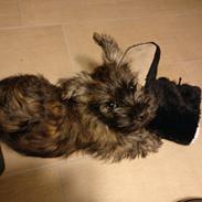 Cairn terrier Balder