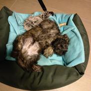 Cairn terrier Balder