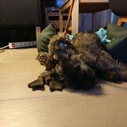 Cairn terrier Balder