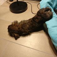 Cairn terrier Balder