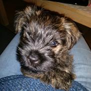 Cairn terrier Balder