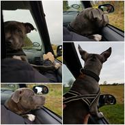 Staffordshire bull terrier Anton