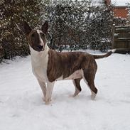 Bullterrier Dharma