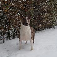 Bullterrier Dharma