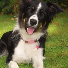 Border collie Mayzie 