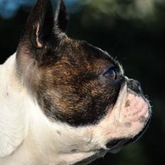 Boston terrier ZARA STYLE AND CHIC Torques