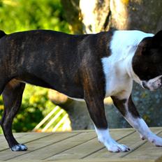 Boston terrier Dream of Jana vom Greifenring