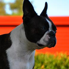 Boston terrier Dream of Jana vom Greifenring