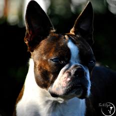 Boston terrier Dream of Jana vom Greifenring