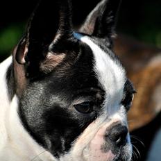 Boston terrier Melody Of Love Arwin