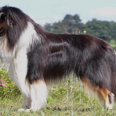 Collie langhåret Lapinette’s Fire It Up