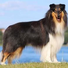 Collie langhåret Lapinette’s Fire It Up