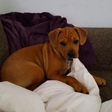 Blanding af racer Topper