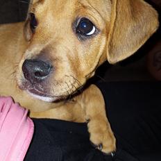 Blanding af racer Topper