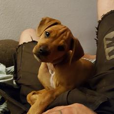 Blanding af racer Topper