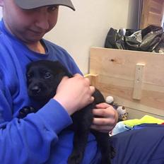 Labrador retriever brownie
