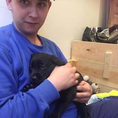 Labrador retriever brownie