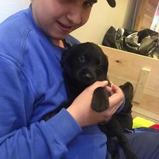 Labrador retriever brownie