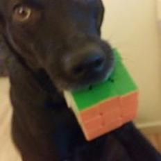 Blanding af racer bella