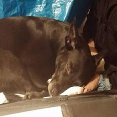 Blanding af racer bella