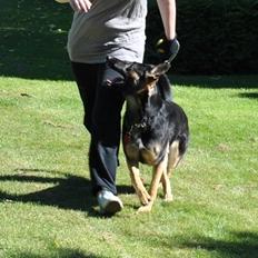 Schæferhund Amager's Nicki