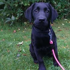 Labrador retriever Enya