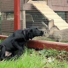 Labrador retriever Enya