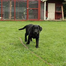Labrador retriever Enya