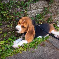 Beagle Frode