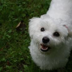 Coton de tulear Mille