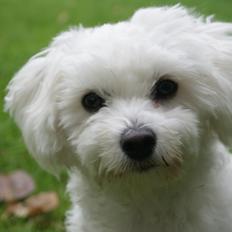 Coton de tulear Mille