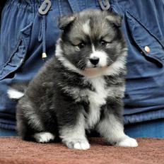 Finsk lapphund Lapinlunas Ronjatar - Malou