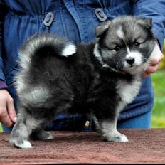 Finsk lapphund Lapinlunas Ronjatar - Malou