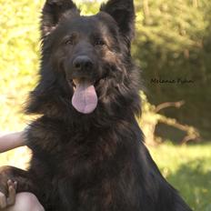 Schæferhund Diesel