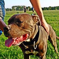 Blanding af racer Kato