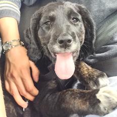 Blanding af racer Ally